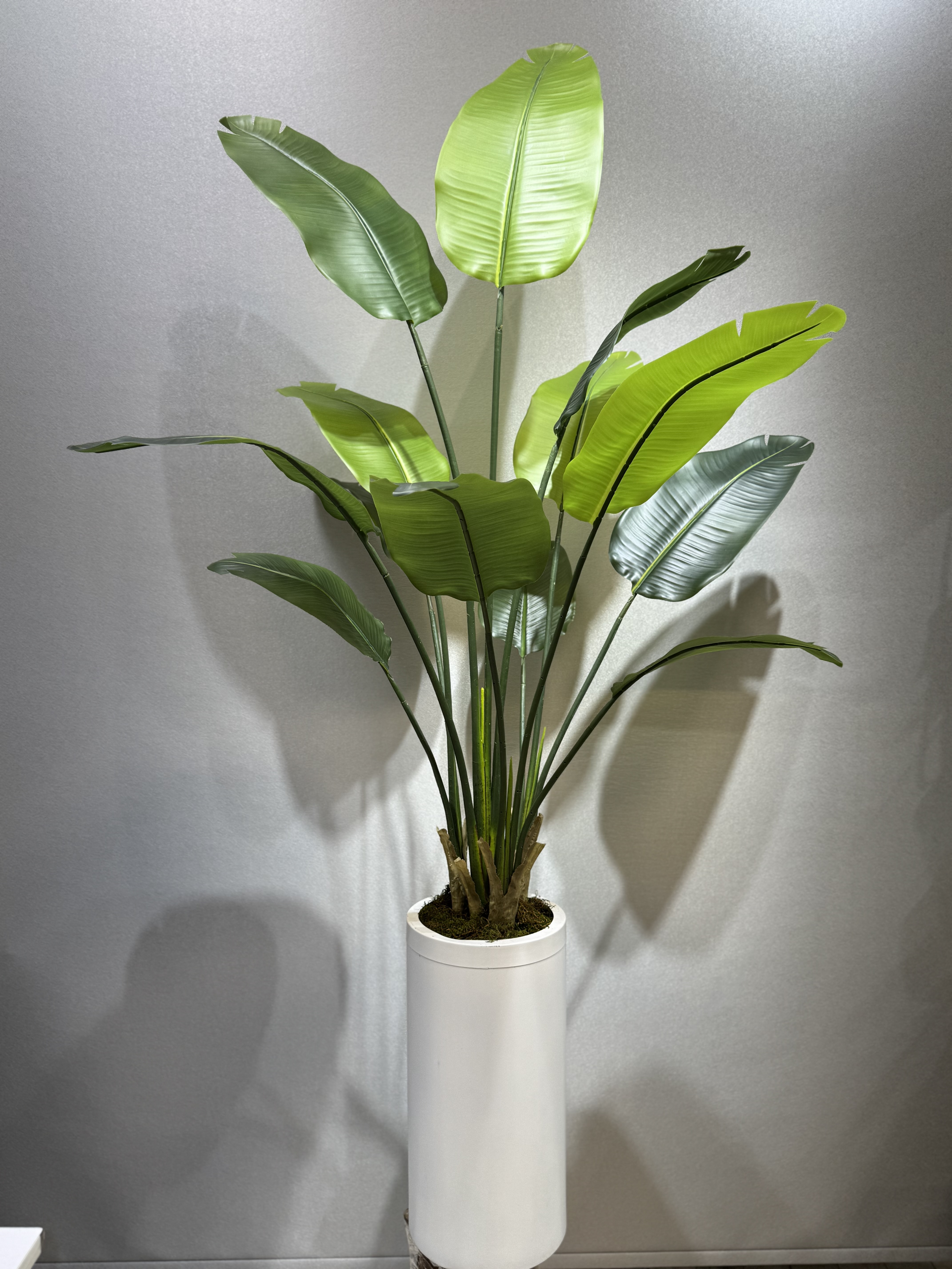 درختچه نیکولای
